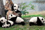 panda in China Sicuan Chengdu.jpg